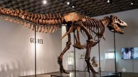 El tiranosaurio 'Gus' alcanza récord de venta en EE.UU..