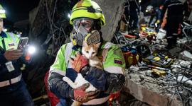 Una gata fue rescatada tras 23 días bajo los escombros tras los terremotos en Venezuela.