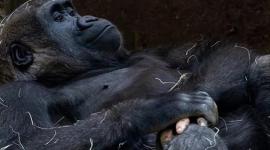 El detalle que llamó la atención estaba en una de sus manos que parecía humana