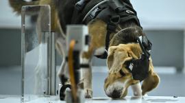 This photograph taken on July 28, 2026 shows a beagle sniffing a sample during a test inside a laboratory at the Dognosis facility in Kempohalli village on the outskirts of Bengaluru. A growing body of global research suggests dogs can be trained to detect cancer and other human illnesses, from Parkinson's to Covid-19. Now the Bengaluru-based startup Dognosis is using AI to analyse dogs' brain activity, respiration and body language -- turning their reaction to scent into data. (Photo by Idrees MOHAMMED / AFP)