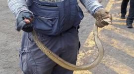 Una culebra fue hallada en el Puerto de Guayaquil.