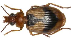Ejemplar del género Lebia, al que pertenece la nueva especie identificada en los páramos de Ecuador.