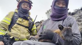 Una cervicabra fue rescatada en un incendio forestal en Cayambe.