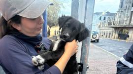 El animal quedó bajo resguardo de la entidad mientras se analiza su situación.