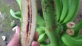 El Moko ha obligado a productores de Los Ríos a erradicar áreas completas de banano y mantener terrenos en cuarentena antes de volver a sembrar.
