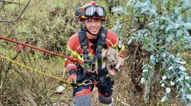 El animal fue puesto a salvo y entregado a sus propietarios.