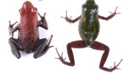 Nueva especie de rana milimétrica y venenosa que llamaron "desconcertante" es hallada en Ecuador.