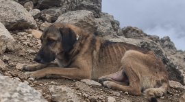 La perrita fue encontrada a más de 4 690 metros sobre el nivel del mar, en la cumbre del Rucu Pichincha.