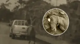 Captan a vehículo en movimiento que jala a un caballo en vía a Macas, Ecuador.