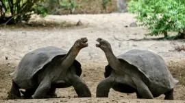 Fotografía de archivo que muestra un duelo entre dos ejemplares de tortugas gigantes en el Centro de Crianza de Tortugas Gigantes Arnaldo Tupiza Chamaidan de las Islas Galápagos (Ecuador).