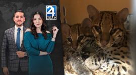Revise las noticias más destacadas de Guayaquil en la Tercera Emisión del Noticiero 24 Horas de este miércoles 4 de junio del 2025. Con Valerie Villalva y Ricardo Alcívar.