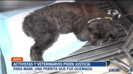 Activistas a favor de los derechos de los animales y médicos veterinarios piden justicia por Maní, una perrita que fue cruelmente quemada. El hecho ocurrió en el intercambiador de Carapungo en el norte de Quito.
Vía: Mishell Villacís