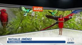 El avistamiento de aves, una práctica que ha tomado fuerza en los últimos años. Ecuador es el escenario perfecto para observar a estos animalitos.
Vía: Nathalie Jiménez
