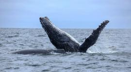 Cada año, entre junio y septiembre, cerca de 6 mil ballenas jorobadas llegan desde la Antártida a las cálidas aguas del perfil costero de Ecuador.