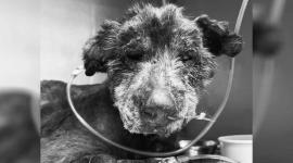 Esperanza, la perrita que fue quemada en Quito, murió el jueves 5 de junio del 2025.