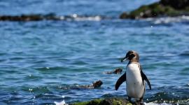 Los pingüinos de Galápagos son una especie endémica que puede ser adoptada para apoyar a su conservación.