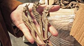 Más de 2 900 caballitos de mar disecados se decomisaron en un operativo en Tulcán, en la frontera norte de Ecuador.