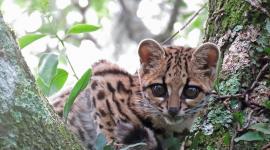 El tigrillo es una especie en peligro de extinción en Ecuador.