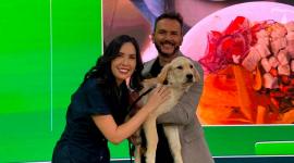 Verónica Álvarez nos visitó en esTAmañana para hablar del cuidado adecuado de las mascotas. La experta dio consejos para las personas que dejan solas a sus perros en la casa.
