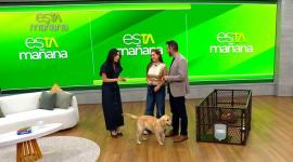 Macarrón fue un invitado al programa de esTAmañana en el cual se dieron detalles sobre el cuidado de mascotas.