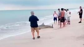 Un tiburón toro quedó varado en la playa de Crucita, Manabí.