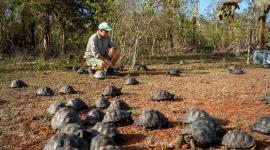 Las tortugas gigantes son endémicas de Galápagos y son una especie en riesgo.