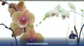 Conoce el Orquideario de Río Verde, ubicado en la provincia de Tungurahua. En este espacio se encuentran más de 400 especies de orquídeas nativas, que muestran la increíble biodiversidad del país.

Un reportaje de Nathalie Jiménez