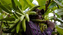 Las lluvias es otro de los factores que ha provocado daños en los cultivos del plátano verde en Ecuador .