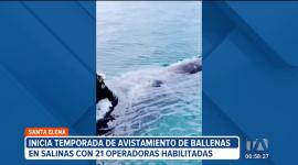Inició la temporada de avistamiento de ballenas en el cantón Salinas, en la provincia de Santa Elena. En esta época del año, las costas ecuatorianas son el lugar ideal para el apareamiento y reproducción de los cetáceos.

Un reportaje de Milly Pico