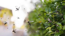 Imagen referencial de moscas polillas volando sobre vegetación.