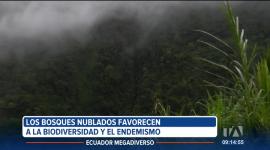Los bosques nublados son ecosistemas únicos que se encuentran en zonas montañosas húmedas. Albergan una gran biodiversidad y desempeñan un papel en la regulación hídrica y climática.
Un reportaje de Nathalie Jiménez