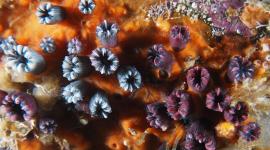 Investigadores de la Fundación Charles Darwin confirmaron la existencia y "reproducción activa" de un coral solitario endémico en Galápagos.
