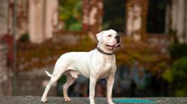Imagen referencial de un perro de raza Pitbull, similar al que atacó en Guayaquil a una estudiante.