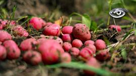Desde 1981, este banco resguarda más de 18.000 semillas nativas, muchas en peligro de desaparecer. Aquí no se guarda dinero, sino biodiversidad vital para el futuro alimentario del planeta.