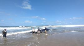 Ciudadanos hallaron dos ballenas varadas en Engabao y Engunga, provincia de Guayas.