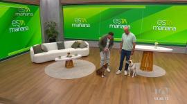 En Mundo Animal, Mauricio Dávila, educador canino, explica las técnicas para educar a las mascotas.
