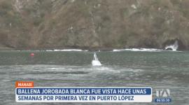 Una ballena jorobada blanca fue vista por primera vez en Puerto López, provincia de Manabí. Investigadores confirman que solo existen dos registros similares en el mundo.

Un reportaje de Ricardo Cruzatty