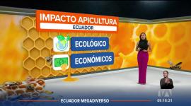 La meliponicultura se enfoca en la crianza de abejas sin aguijón que producen miel y otros derivados. Ecuador tiene una gran variedad de ecosistemas y biodiversidad que favorecen la producción de miel única.
Un reportaje de Nathalie Jiménez