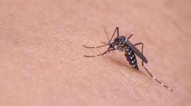 Perú y Ecuador coordinan acciones de control y prevención de la malaria en zonas fronterizas.