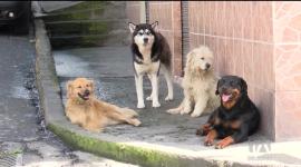 El 21 de julio se conmemora el Día Mundial del Perro, una fecha dedicada a honrar a nuestros fieles compañeros. Esta celebración nos invita a reflexionar sobre su bienestar y asumir el compromiso de protegerlos y cuidarlos con responsabilidad.

Un reportaje de Mishell Villacís