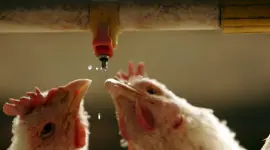 La gripe aviar es un virus de propagación mundial que se origina principalmente en los criaderos de aves.