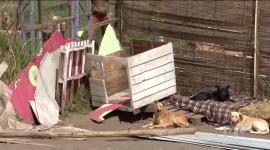 Este lunes 21 de julio un remolino de viento se llevó parte de la estructura de un refugio de animales en Píntag. Tras este acontecimiento, varios animales quedaron desprotegidos.

Un reportaje de Brigette Mancheno