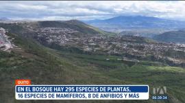 El bosque seco de Jalunguilla fue declarado 'Santuario de Vida Silvestre'. La reserva es ahora parte del subsistema de áreas naturales protegidas de Quito.
Un reportaje de Stephany Paz