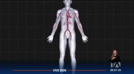 Las enfermedades cardiovasculares representan la principal causa de muerte en el mundo. Entre las patologías de este tipo más comunes están, por ejemplo, los infartos, la hipertensión arterial, las arritmias y la insuficiencia cardíaca.
Un reportaje de Stephany Paz