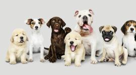 Las mascotas, al igual que los humanos, también pueden sufrir de depresión.