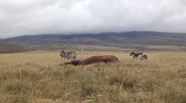 Impactos de perros domésticos sobre vertebrados nativos en los Andes de Ecuador