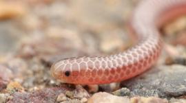 Un equipo del ministerio de Medio Ambiente y de un grupo de conservación vio la serpiente hilo de Barbados.