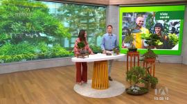 Vida verde: Alex Torres, experto en bonsái, comparte las mejores recomendaciones para el cuidado de este tipo de árboles.