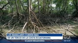Los manglares son guardianes silenciosos de la naturaleza. Estos ecosistemas abarcan más de la tercera parte de la Costa ecuatoriana y son el hogar de especies únicas, muchas de ellas en peligro de extinción.
Un reportaje de Nathalie Jiménez