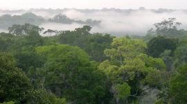 Palora-Pastaza es parte del proyecto Corredores de Conectividad Amazónica, liderado por el MAATE y CI-Ecuador.